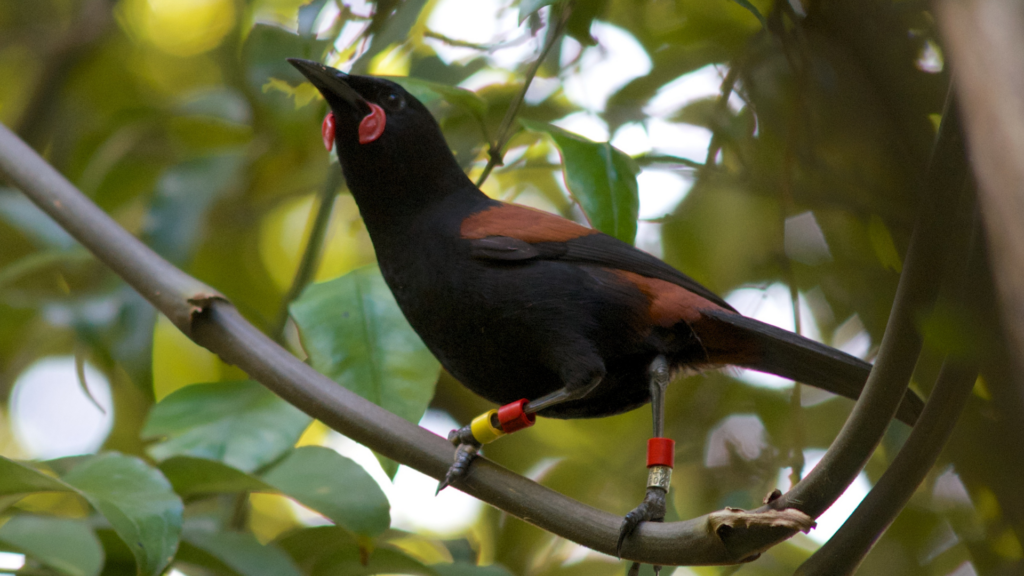 A Tīeke / Saddleback looking majestic perched in a supplejack vine. Photo by Jon Sullivan used under CC BY-NC 2.0 