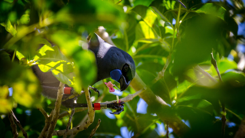 A Kōkako eating a pūriri flower.