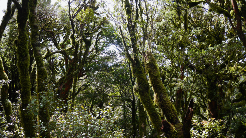 Thick bush in the national park around Mt Taranaki.