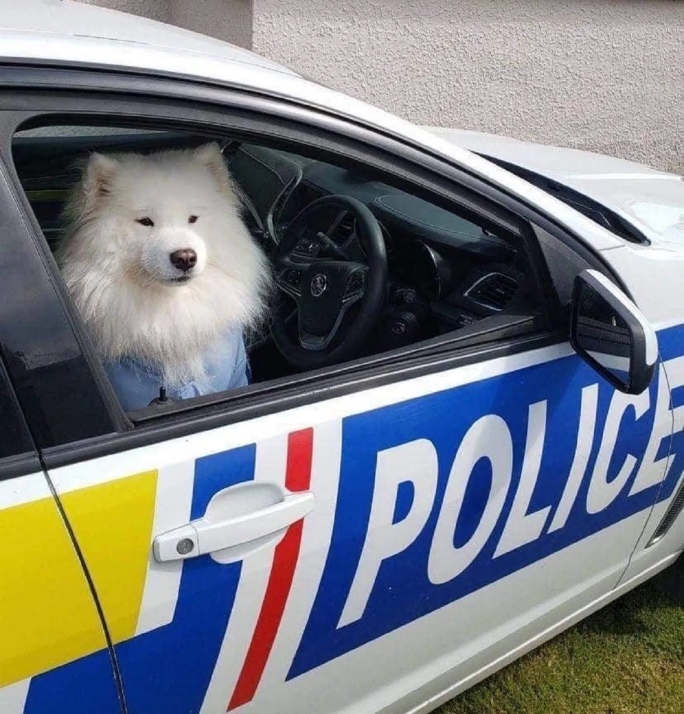 A photo of a floofy white dog in a police shirt sitting in a police car which NZ Police officers presumably staged rather than, I dunno, catching criminals?