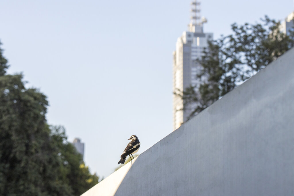 Peewee protector on the concrete wall of MPavilion. Melbourne’s skyline framed by trees in the background.
